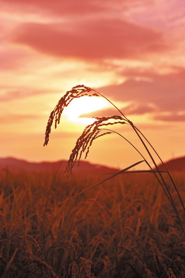 【福井県】福井米の収穫。