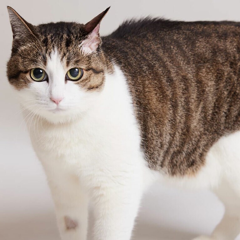 玉三郎 ♂ 9歳。「祖母が保護した元迷い猫。子猫の頃からイケメン、シャーもしたことがない温厚なおじさんです。なでなでが大好き。飼い主のなでなでを昼夜問わず鍛えていて、ついたあだ名は『撫柱』」