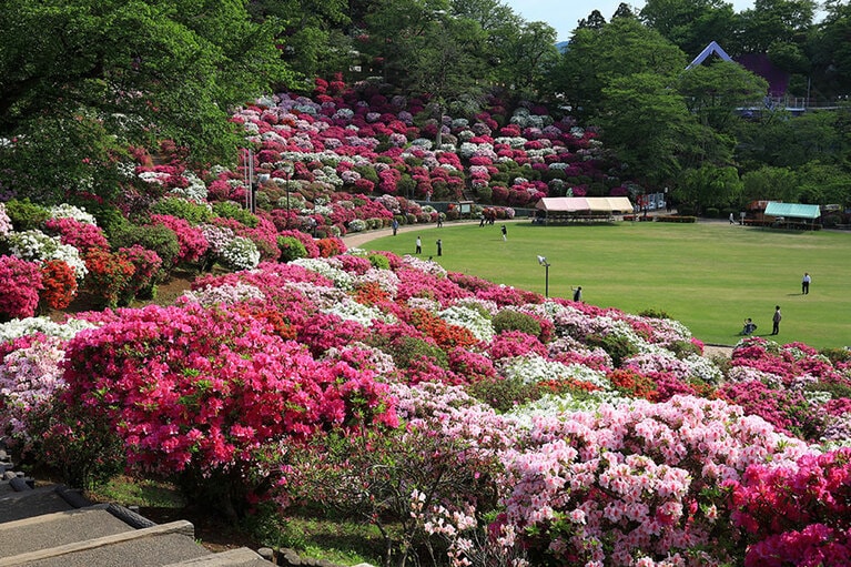 西山公園のつつじ。