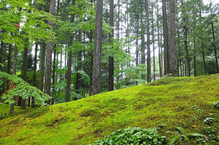 ［苔の里］これ、ぜんぶ苔。まるで芝生か牧草地のようです。