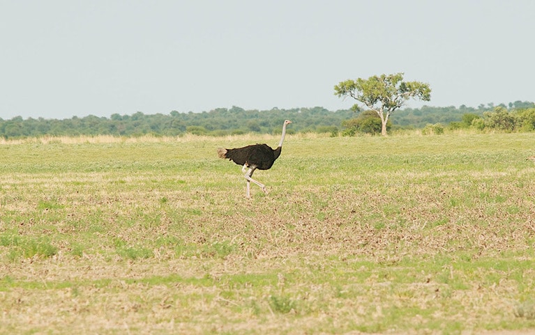 広大なサバンナにダチョウが1羽。時速70キロの俊足に追いつけるのは、時速100～120キロのスプリンター、チーターくらいだが……。