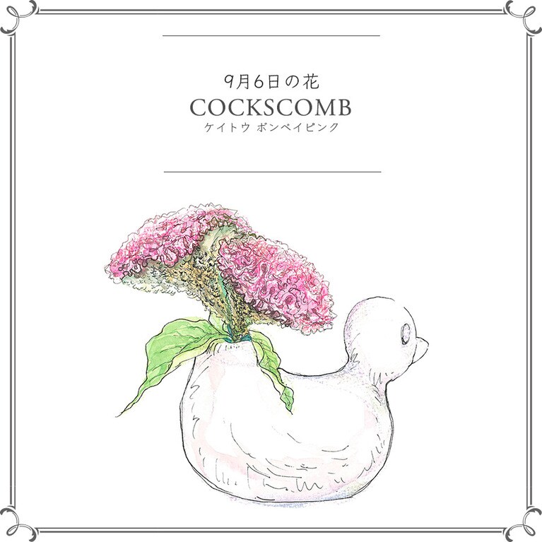 9月6日の花「ケイトウ ボンベイピンク」