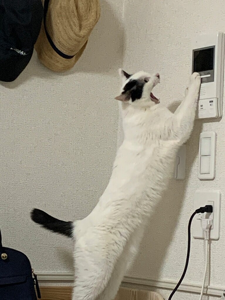 【グランプリNo.3】むぎ ♀ 5歳。