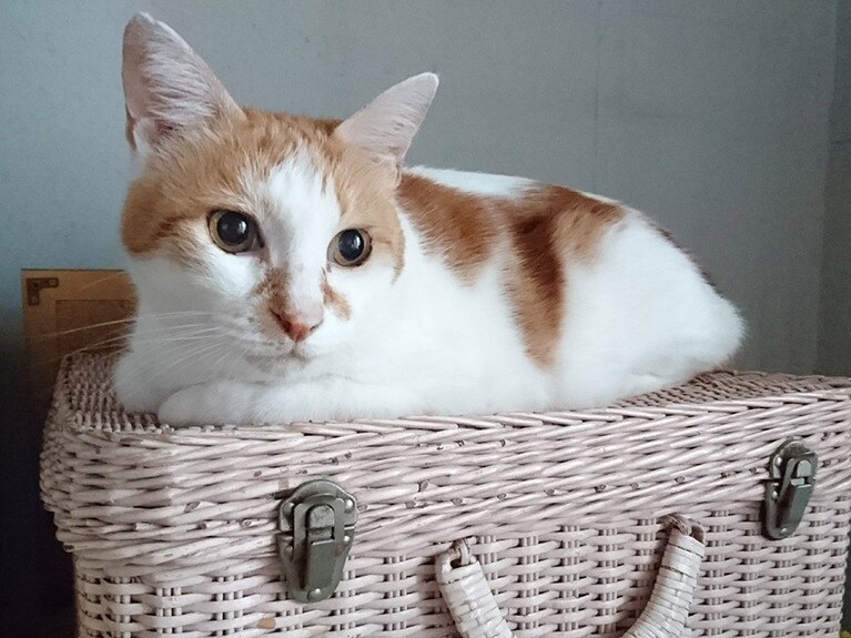 みーすけ ♂ 15歳。お気に入りの場所♡