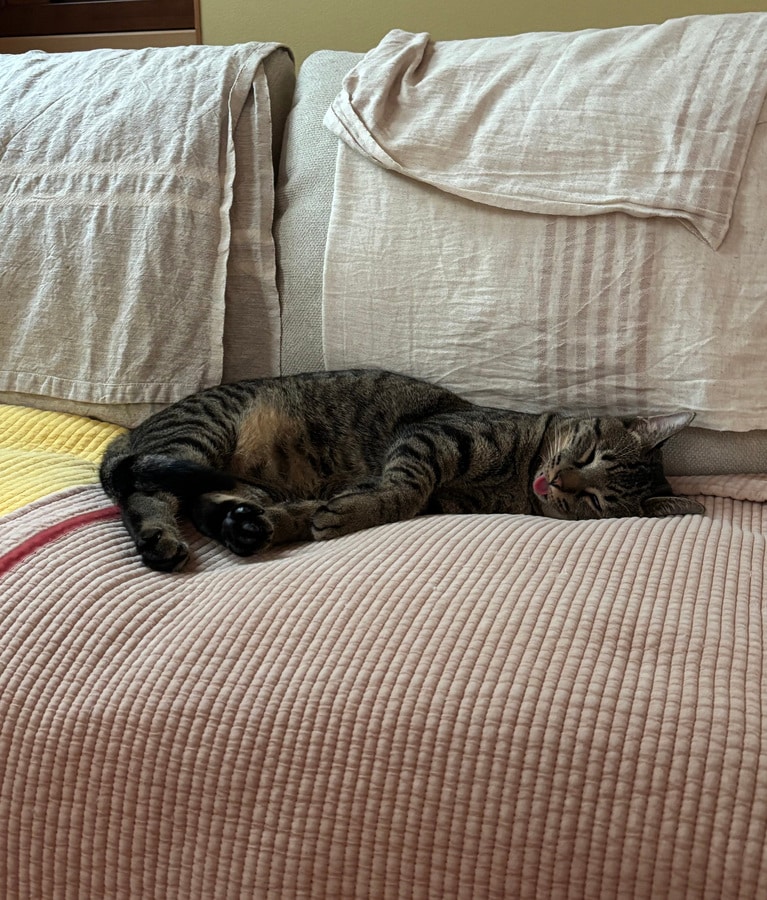 らむね ♂ 1歳。「わんぱくで好奇心旺盛。散々暴れまわって寝落ちです。爆睡するとベロが出ちゃいます」（飼い主さんより）。