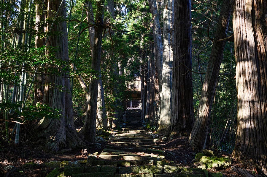 樹齢400年の杉並木の参道は神秘的。歩くだけで心が洗われるような感覚に。