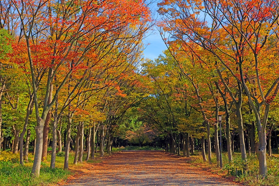 大阪城公園 記念樹の森。