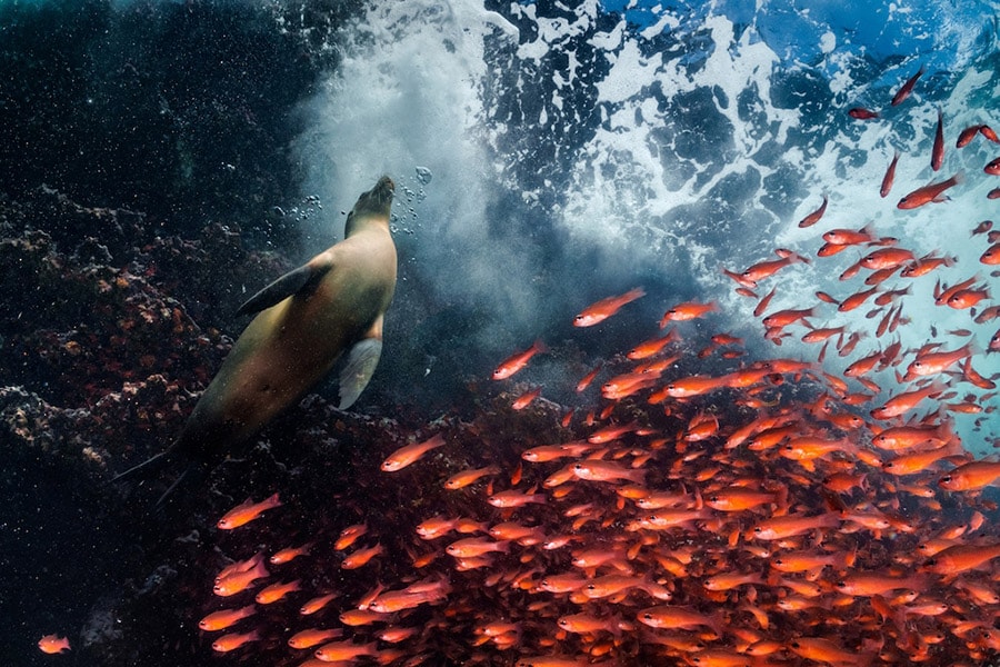 魚たちがガラパゴスアシカを避けて一斉に通り過ぎる姿を撮影。地球上で最も生物多様性の高いガラパゴスの海を守るため2022年に禁漁区が広げられた。© Cristina Mittermeier