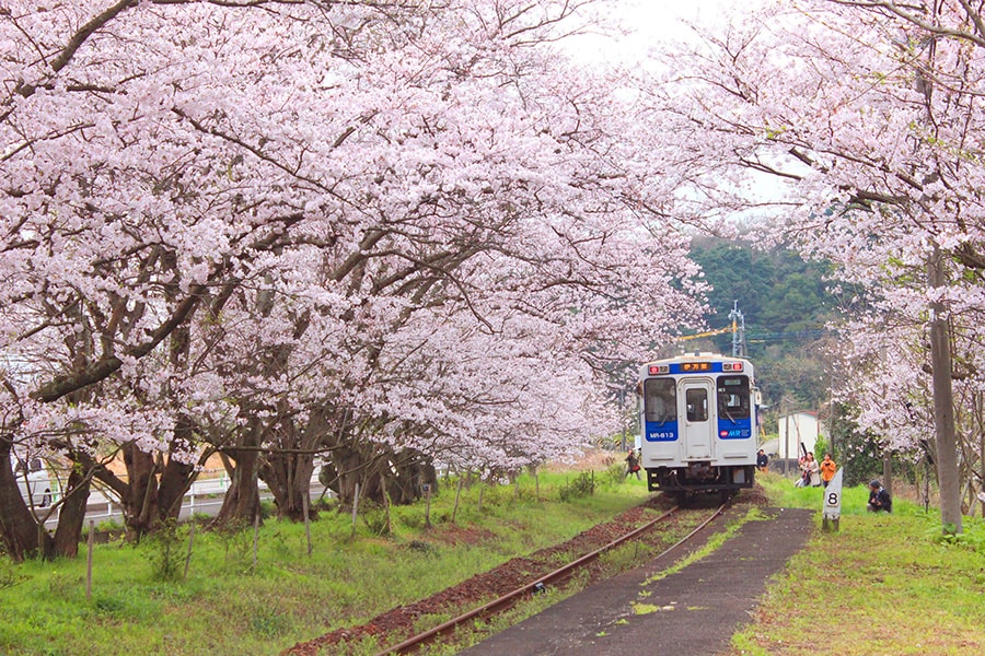 浦ノ崎駅 桜のトンネル。