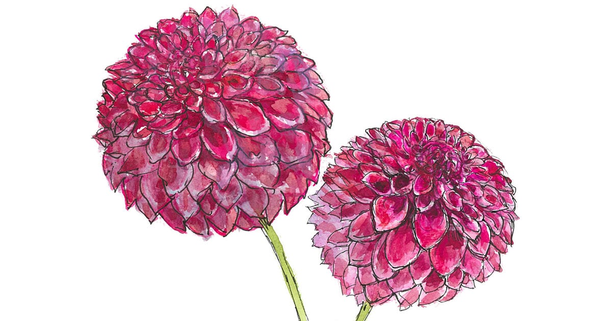 7月21日の花 ミッチャン 丸っこくて可愛いポンポン咲きのダリア 今日 花を飾るなら ブルームカレンダー 7月21日の花 ミッチャン 丸っこくて可愛いポンポン咲きのダリア 今日 花を飾るなら ブルームカレンダー