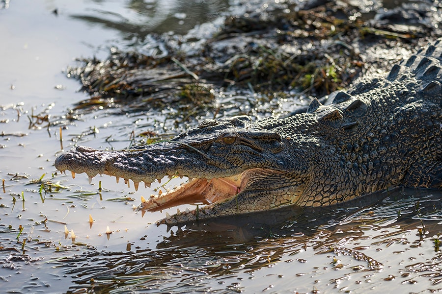 カカドゥ国立公園には、無数の野生のワニも！ photo:Tourism Australia