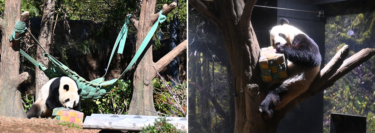 箱型のフィーダーを屋外（左）から屋内（右）へ運んだシャオシャオ。（2025年12月26日、筆者撮影）