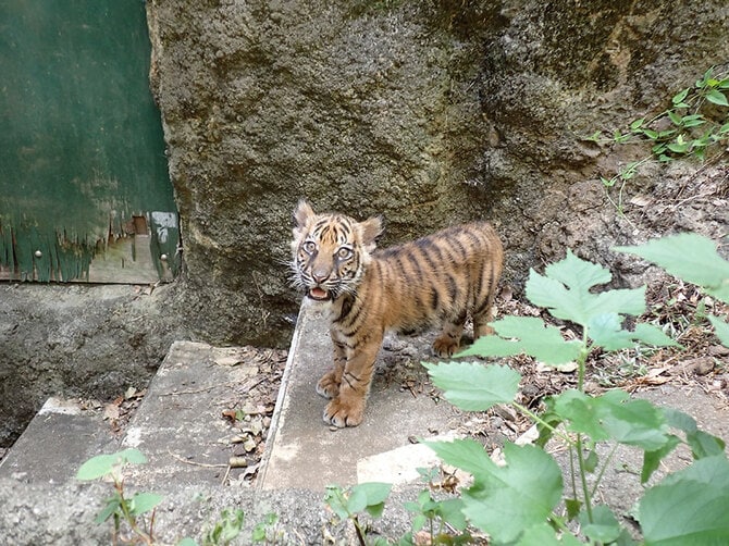 屋外飼育練習中のアサ。2023年7月26日撮影/写真提供=公益財団法人 東京動物園協会