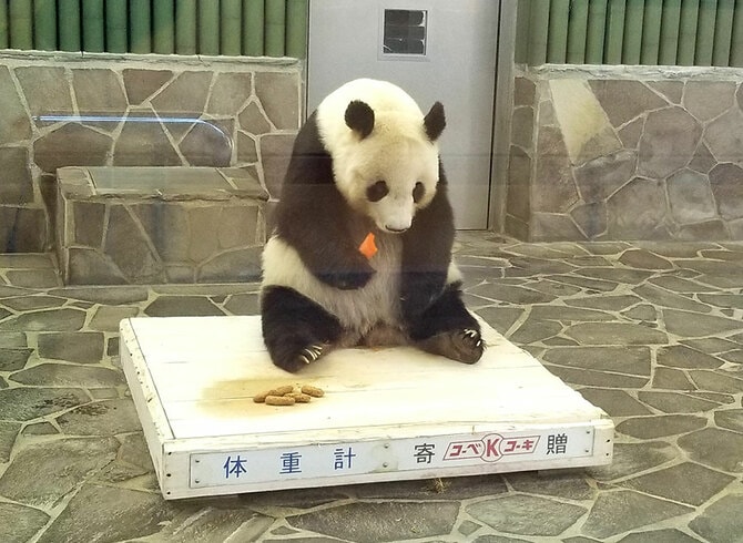 体重計に乗るタンタン。