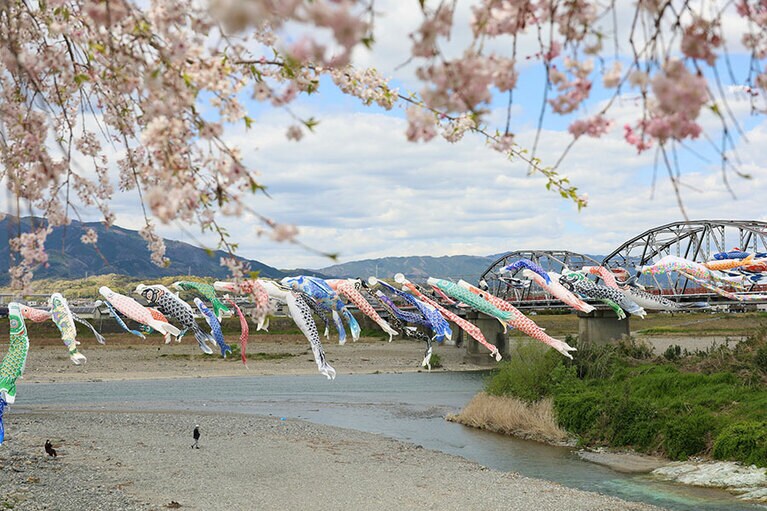 【和歌山県】こいのぼり丹生川渡し。