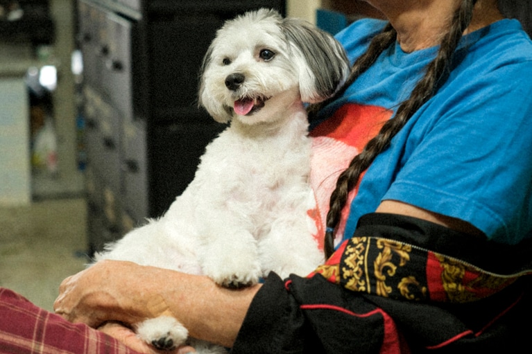 順子さんに抱かれている愛犬はビスケット。普段はビーちゃんと呼ばれて可愛がられている。