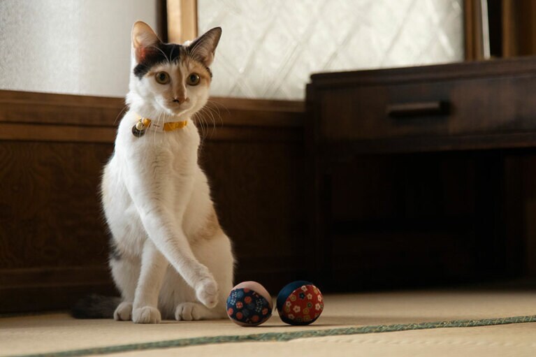 ©2022「ねこ物件」製作委員会