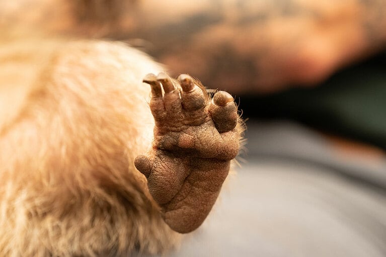 穴を掘るのに適したウォンバットの足。