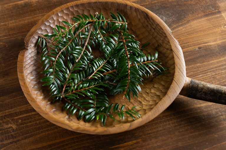 榧の葉をちぎると、グレープフルーツのような爽やかな香り。ほのかに森林を感じさせる落ち着く香りが広がります。この葉だけを摘んで、オイルと一緒に少し加熱。