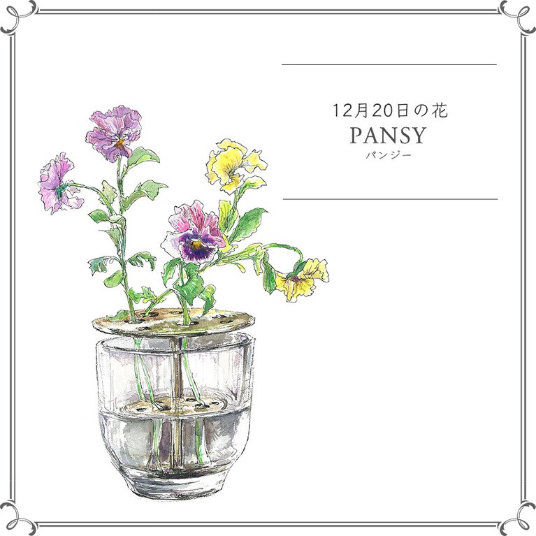 12月20日の花「パンジー」