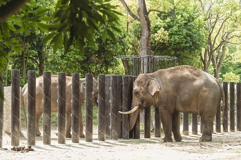 いつも仲の良いシュリー(左)とラスクマル(右)。個体の特徴がわかるとさらに観察が楽しくなるかもしれません。
