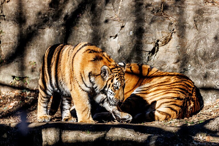 イチに近づいて甘えるフタバ。