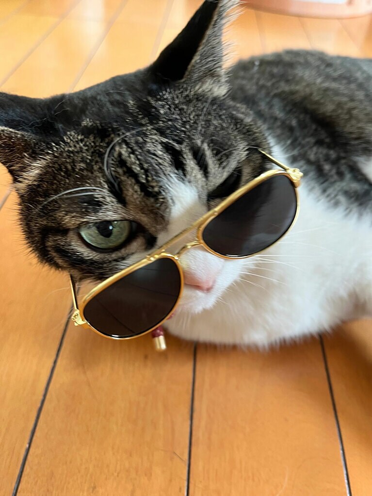 はるひ ♀ 14歳。見つめられたら逃れられません笑 売出し中の女優志望の猫です！