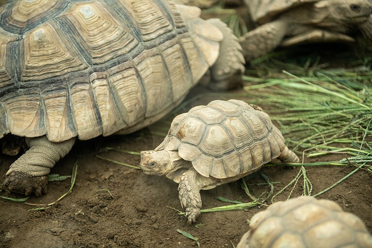 カメの親子。赤ちゃんガメがママに甘えている様子にほのぼのする。