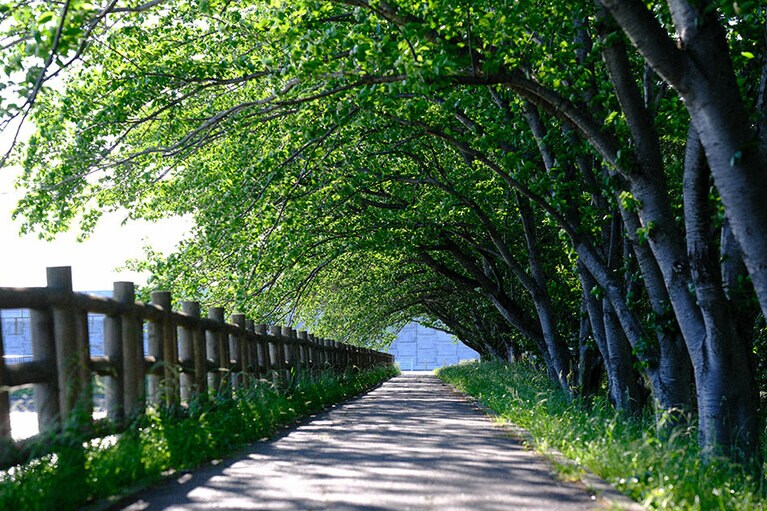 【三重県】石垣池公園のメタセコイア並木。