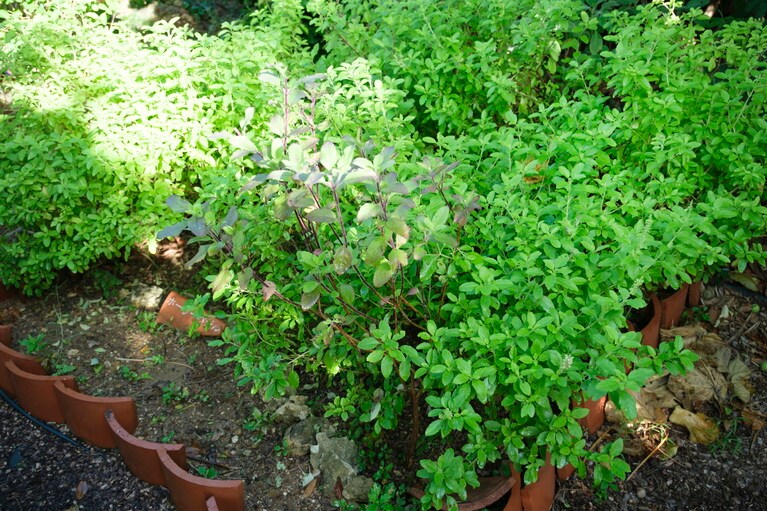 冬も畑にはさまざまなハーブが育つ。