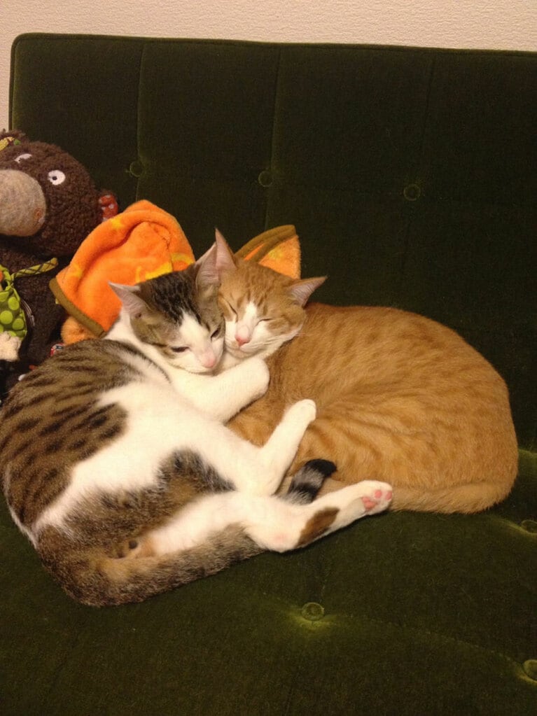 【銀シャリ・鰻さん】うちの子ベストショット②「仲が良く、大体寄り添って寝てる」