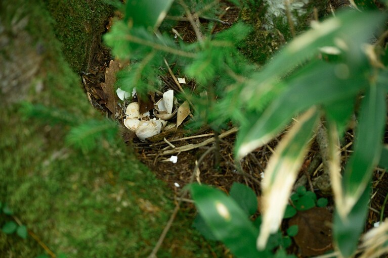 木の根元には今春巣立った野鳥の古巣が。卵が割れているということは、雛が無事に生まれたあと……？