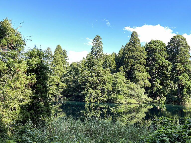 「稲とアガベ」が仕込み水に使っている水源地「滝の頭」。透き通るような美しい水面からも良い水であることが伝わってくる。