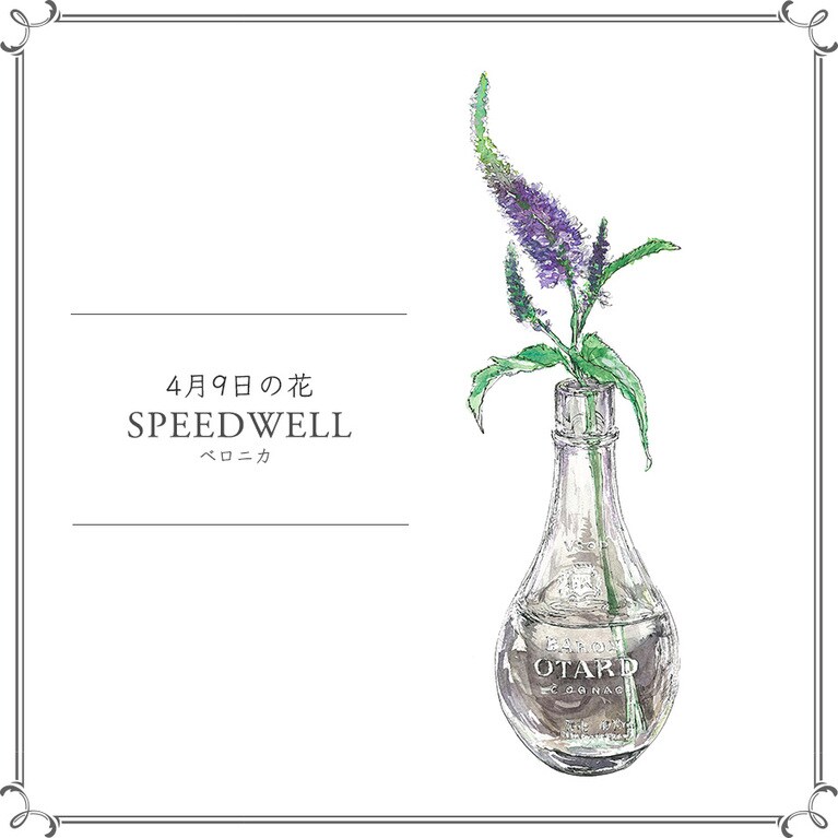 4月9日の花「ベロニカ」