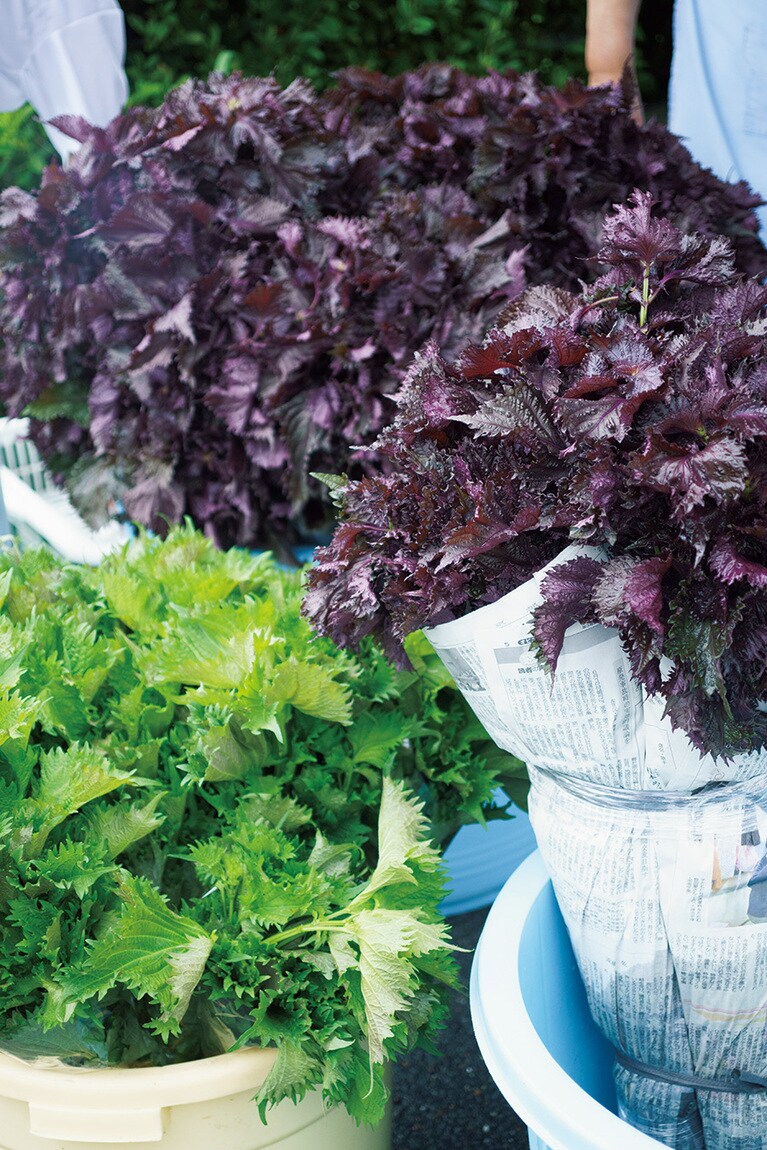 大原ふれあい朝市。取材時は、特産のしば漬に欠かせない赤紫蘇が出盛り。