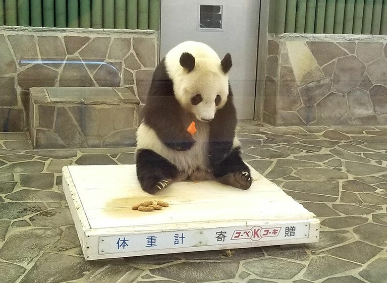 体重計に乗るタンタン。