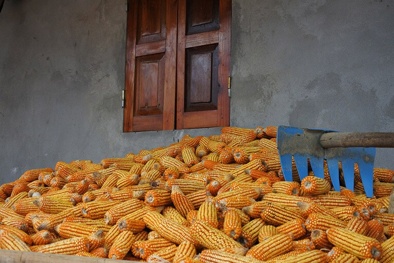 バンホー村はトウモロコシ栽培がさかん。乾燥させたトウモロコシは豚の飼料に。