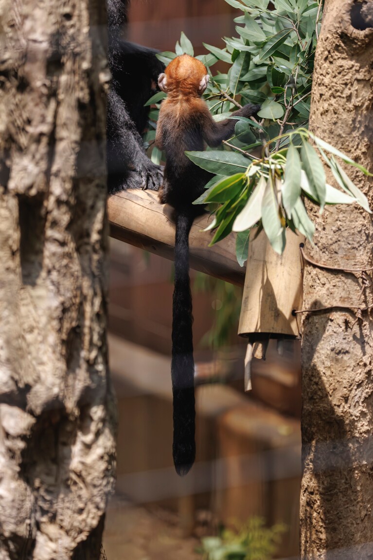 子どもだってしっぽが長い。ミント。