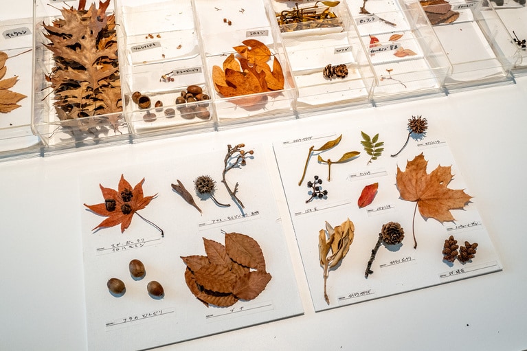 「植物標本づくり」では、好きな植物を選んで標本を制作できます。