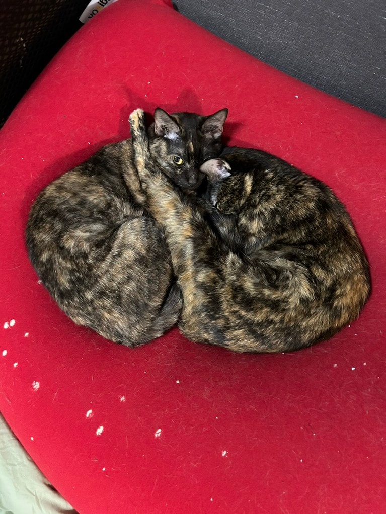 華山・やすいさんの愛猫、テンちゃんとセンちゃん。