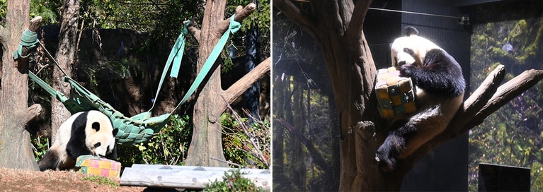 箱型のフィーダーを屋外（左）から屋内（右）へ運んだシャオシャオ。（2025年12月26日、筆者撮影）