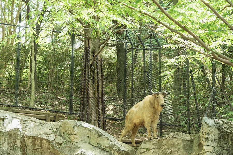 ゴールデンターキン。オスは全身が金白色をしています。中国ではジャイアントパンダと並んで、国家第一級の保護動物に指定されています。山岳地方に生息しているため、展示場の急な崖もスイスイと上り下りします。