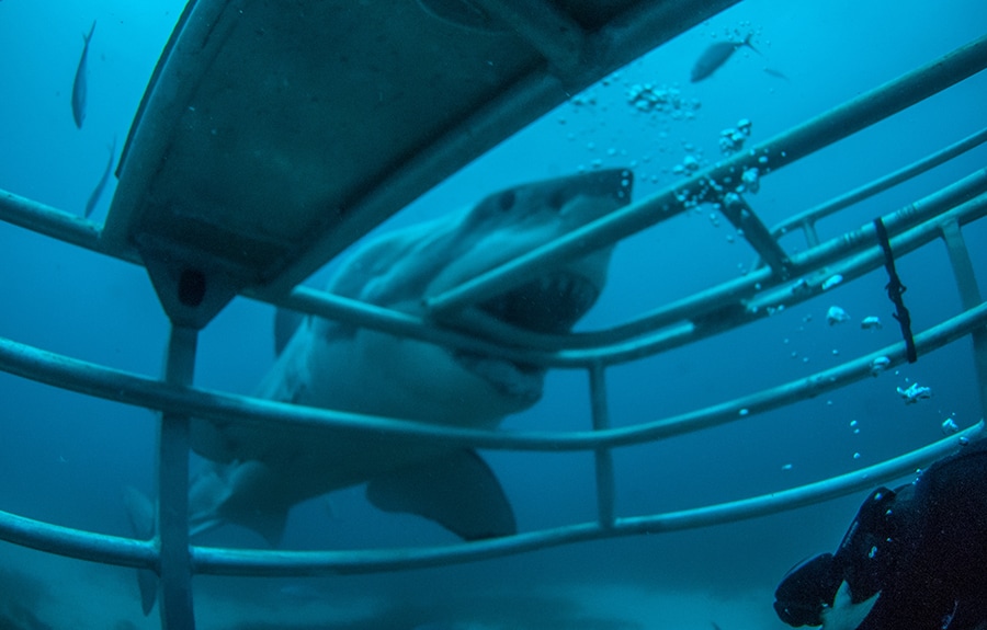 ホオジロザメとの遭遇率は90%以上だそう。photo:Tourism Australia