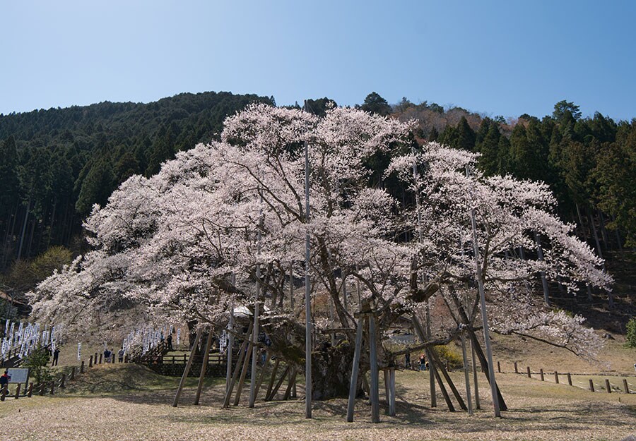 根尾谷淡墨ザクラ。