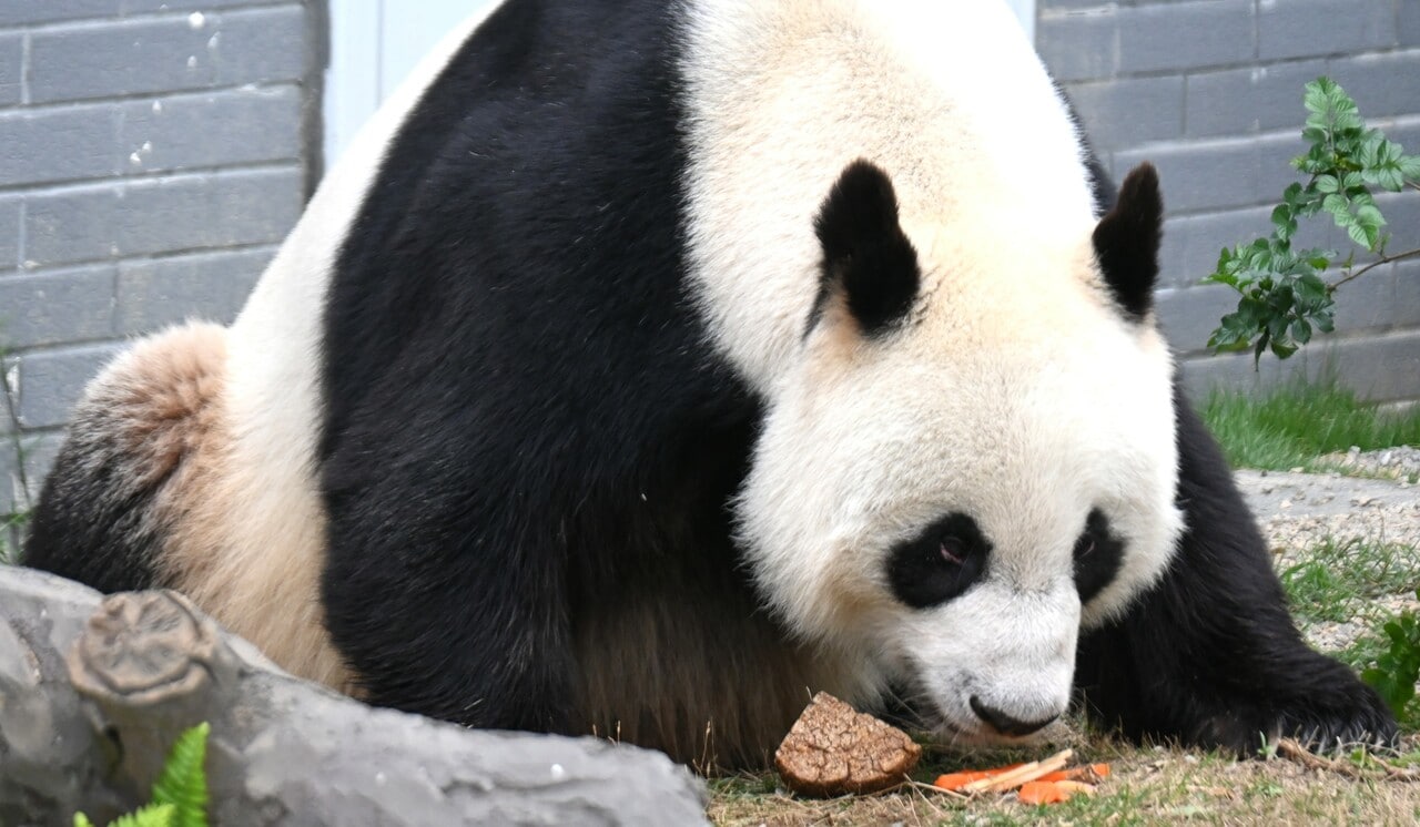 パンダだんごなどを食べる網網。（筆者撮影）