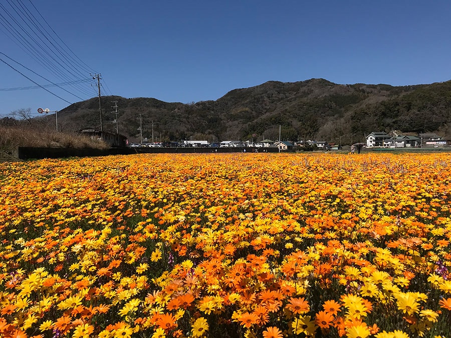 那賀地区・田んぼを使った花畑。