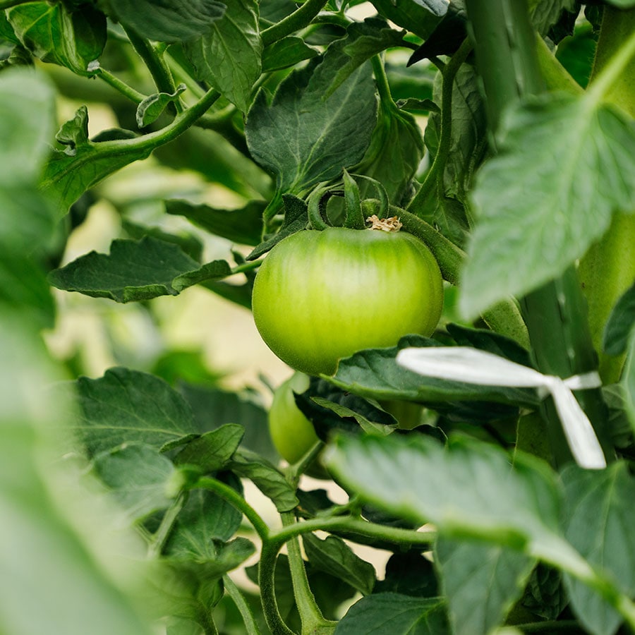 自家菜園で採りたての野菜が使われる。