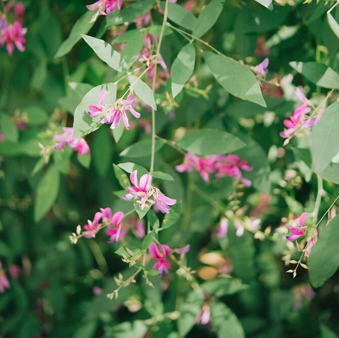 あの花の名前、知っていますか？ 毎日が楽しくなる！ 秋の野草さんぽ