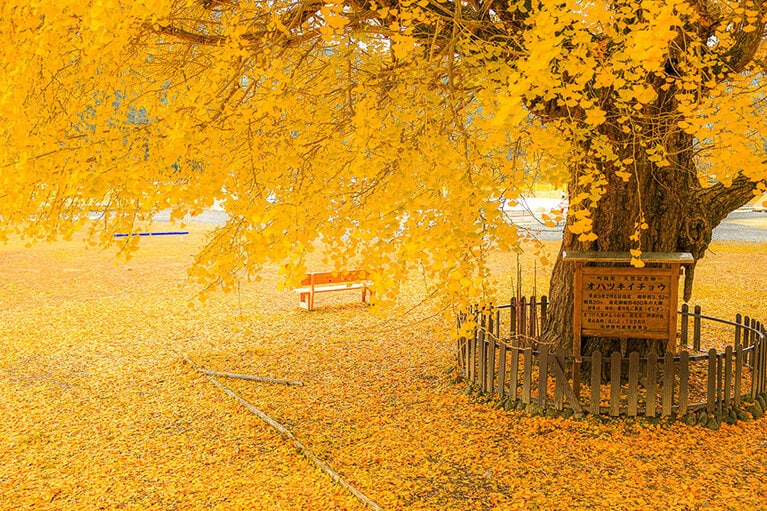 【三重県】旧穂原小学校の大イチョウ。