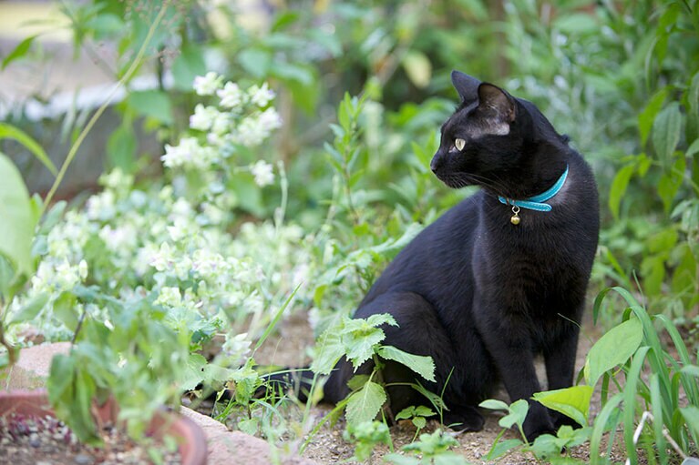 jiji オス 6歳。池袋の勤務先で管理の方が保護して、私に渡されました。先住猫に思い切り愛されて育てられました（mimiさん）。